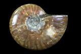 Iridescent, Red Flash Ammonite - Madagascar #82419-1